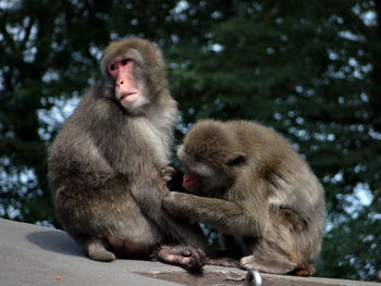 Monkey sitting on stone wall