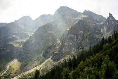 Scenic view of pine trees and mountains against sky