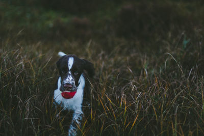 Portrait of dog on field