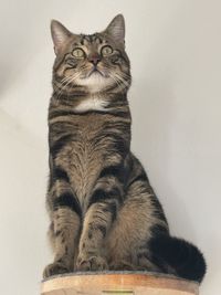 Portrait of tabby cat against wall