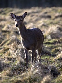 Deer standing on field