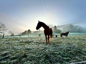 horse
