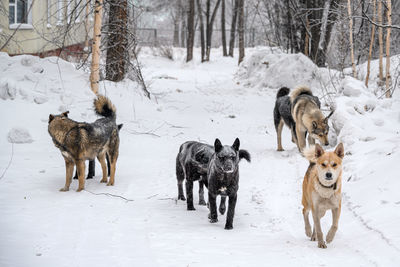 Stray dogs on the street