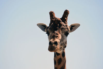 Low angle portrait of horse against clear sky