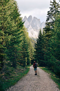 Rear view of man hiking through forest 