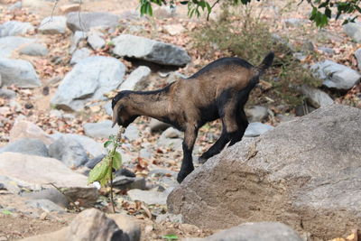 High angle view of goat on rock