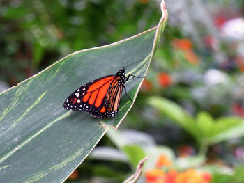 Butterfly pollinating flower