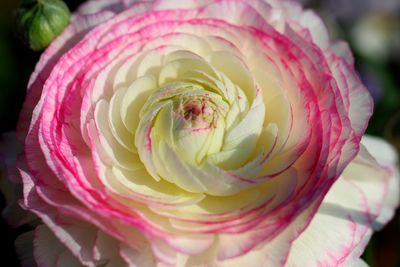Close-up of pink rose