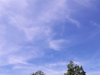 Low angle view of trees against blue sky