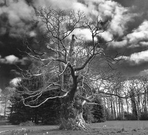 Close-up of tree against sky