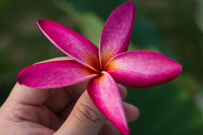 Cropped hand holding pink flower