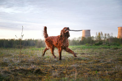 View of dog on field against sky