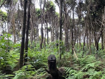 Trees in forest