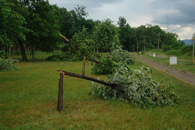 Trees on field against sky