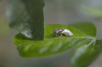 Close-up of insect on leaf