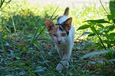 Tricolor cat walking in the garden