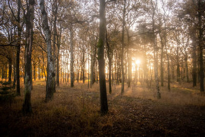 Trees in forest