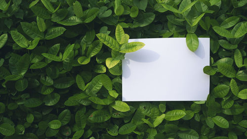 High angle view of ivy growing on white leaves