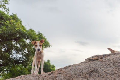 Portrait of dog standing on rock against sky