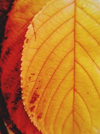 Full frame shot of yellow leaf