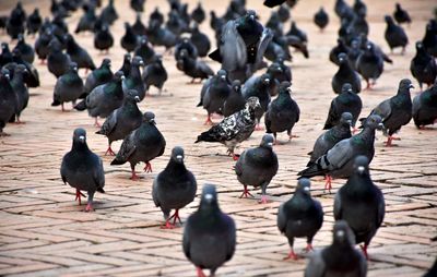 Close-up of birds