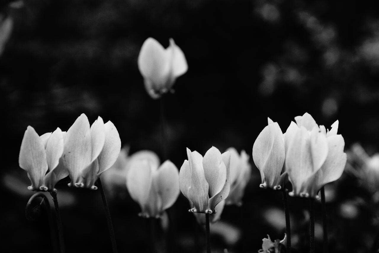 CLOSE-UP OF WHITE FLOWERS BLOOMING OUTDOORS