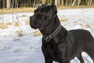 Black dog standing on snow field