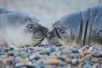 Elephant seal at patagonia.