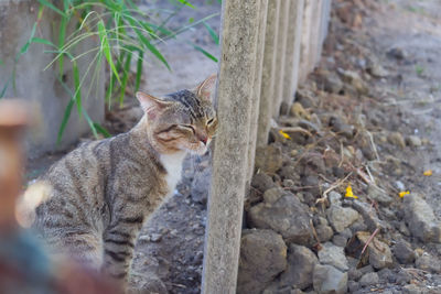 Cat on field