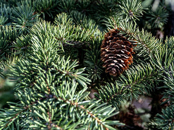 Pine cones on tree