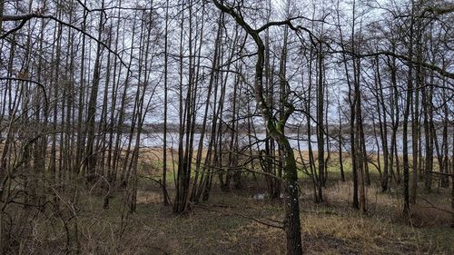 Bare trees on field in forest