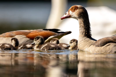 View of duck swimming in lake