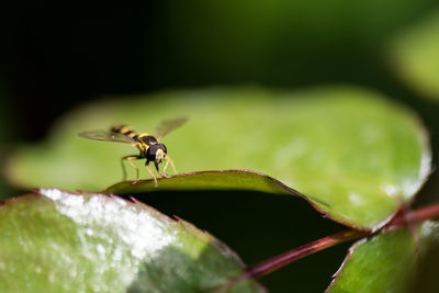 Close-up of insect on plant