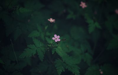 Close-up of pink flowering plant