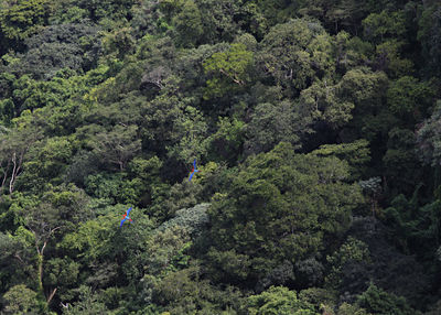 High angle view of trees in forest