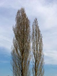 Low angle view of bare tree against sky