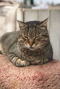 Close-up of a cat sleeping