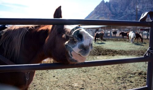 Horse by fence at ranch