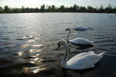 Birds in calm water