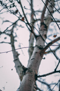 Low angle view of flower tree against sky