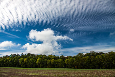 Trees on field against sky