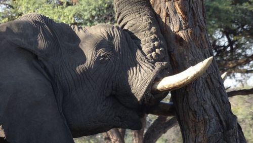 Close-up of elephant on tree trunk