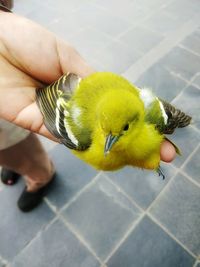 Close-up of bird perching on hand