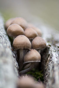 Close-up of mushrooms