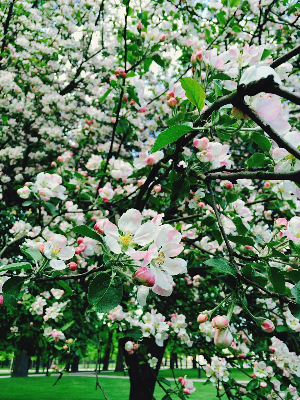 flower, growth, freshness, tree, branch, beauty in nature, nature, fragility, blossom, green color, park - man made space, blooming, in bloom, springtime, leaf, spring, pink color, white color, day, tranquility