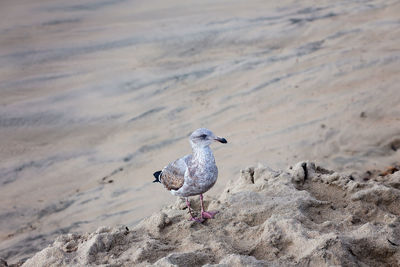 Young seagull standing on a sandy beach at santa cruz beach, california, usa