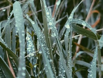 Close-up of wet plants during rainy season