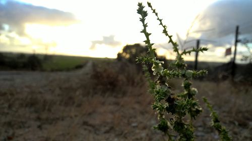 Close-up of plants growing on field