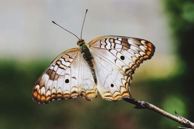 Close-up of butterfly on leaf