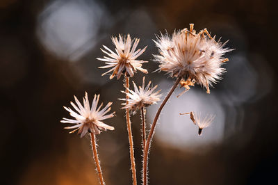Close-up of wilted plant